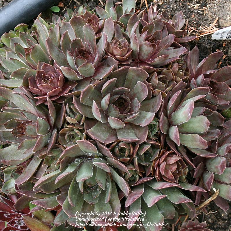 Photo of Hen and Chicks (Sempervivum 'Rotmantel') uploaded by tabby