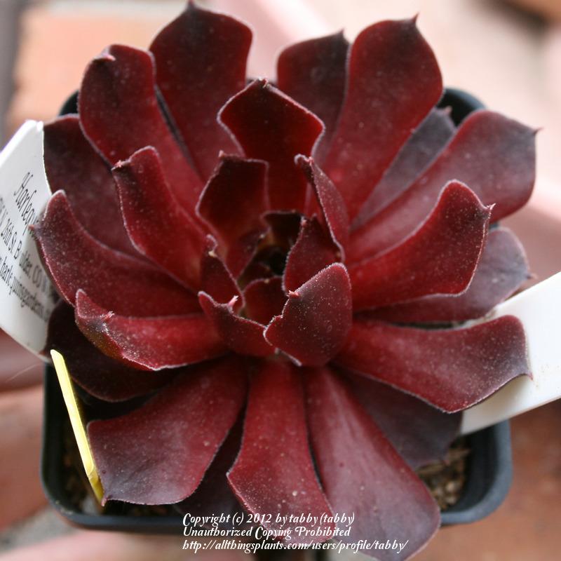 Photo of Hen and Chicks (Sempervivum 'Rubikon Improved') uploaded by tabby