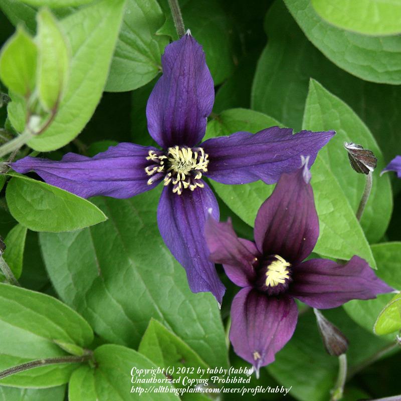 Photo of Clematis Petit Faucon™ uploaded by tabby