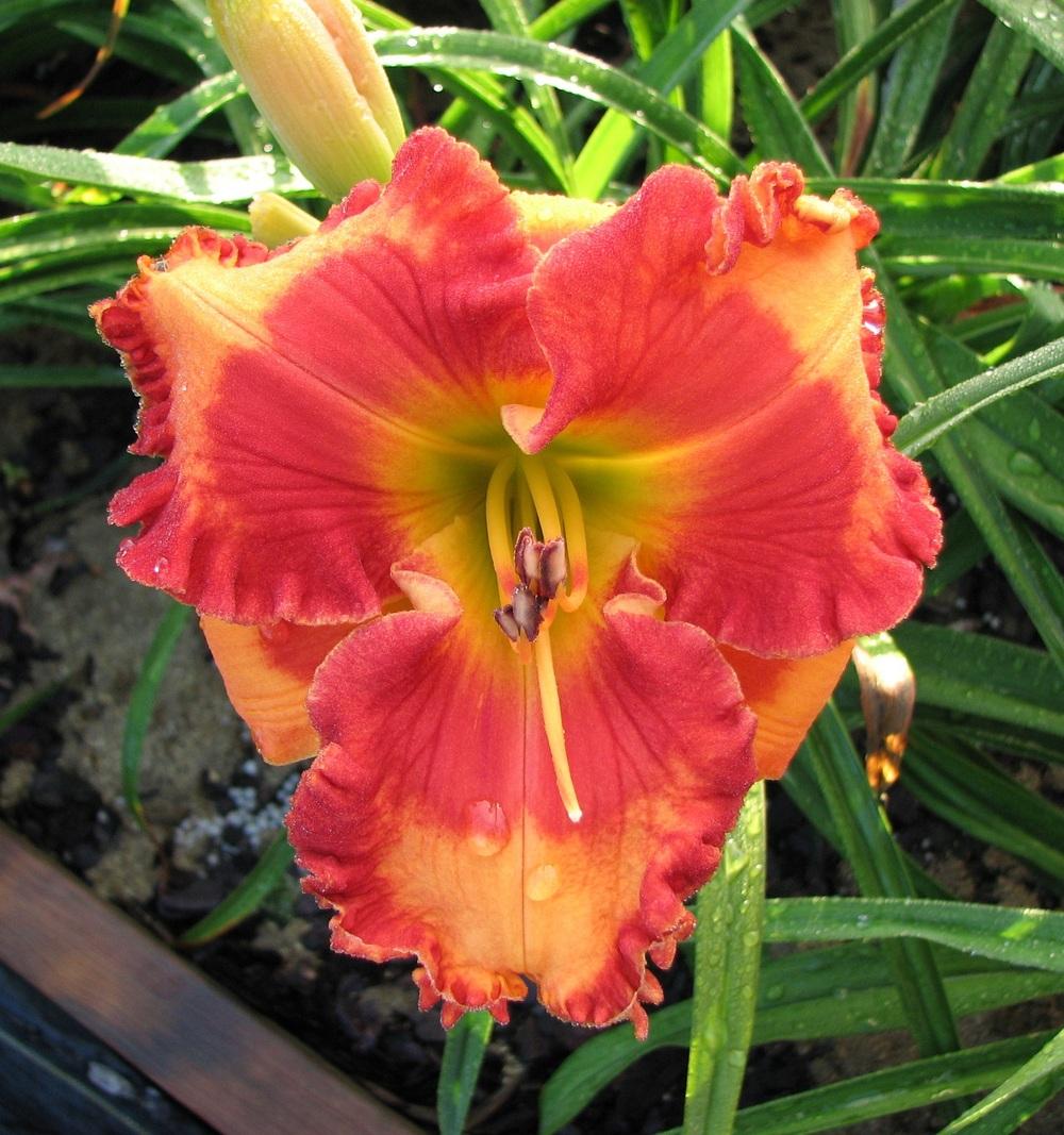 Photo of Daylily (Hemerocallis 'Mexican Elvis') uploaded by tink3472