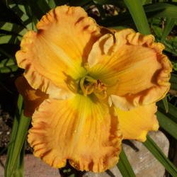 Location: My garden in Bakersfield, CA
Date: 2012-05-14 