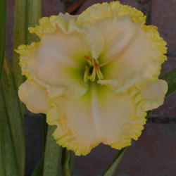 Location: My garden in Bakersfield, CA
Date: 2012-05-13 