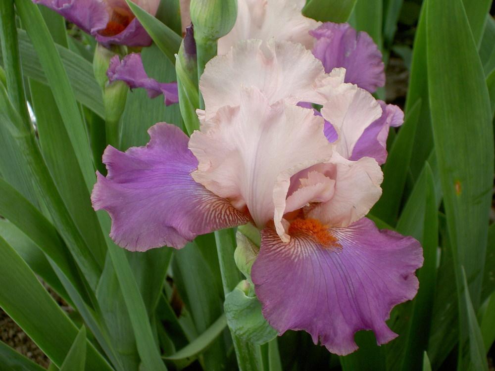 Photo of Tall Bearded Iris (Iris 'Indian Sunrise') uploaded by Muddymitts