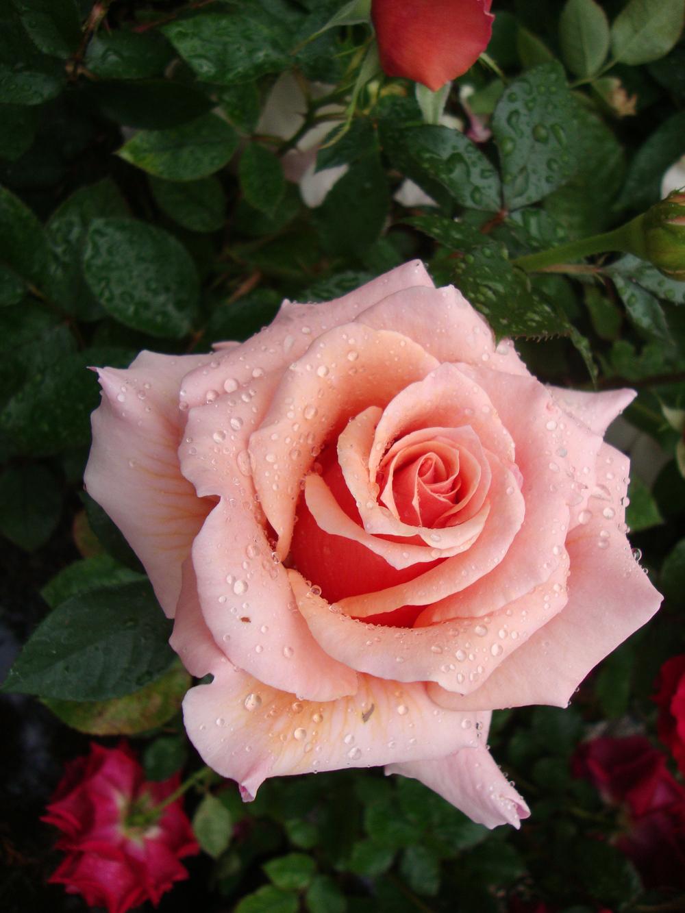 Photo of Rose (Rosa 'Nancy Reagan') uploaded by Paul2032