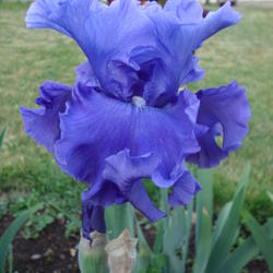 Location: Pleasant Grove, Utah
Date: 2012-05-18
In my garden