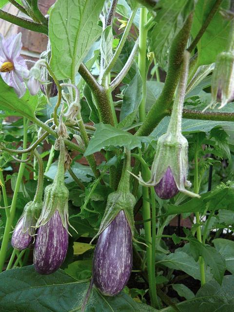 Photo of Eggplant (Solanum melongena 'Fairy Tale') uploaded by krancmm