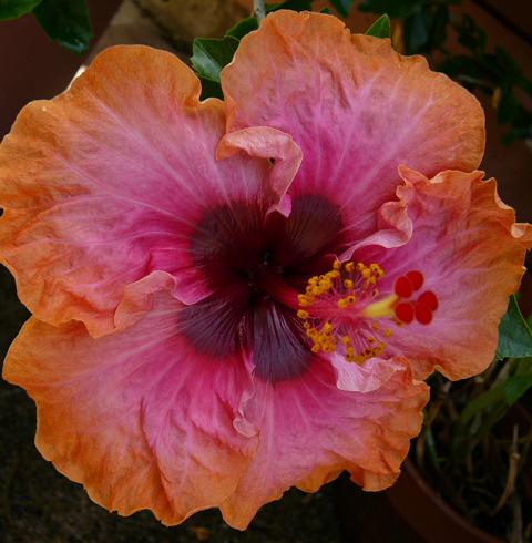 Photo of Tropical Hibiscus (Hibiscus rosa-sinensis 'Erin Rachael') uploaded by krancmm