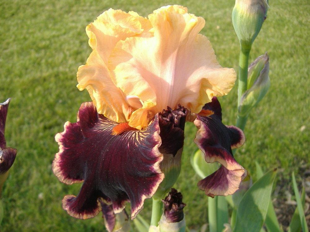 Photo of Tall Bearded Iris (Iris 'Glamour Pants') uploaded by tveguy3