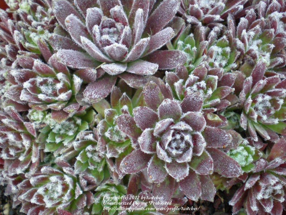Photo of Hen and Chicks (Sempervivum 'Icicle') uploaded by twitcher