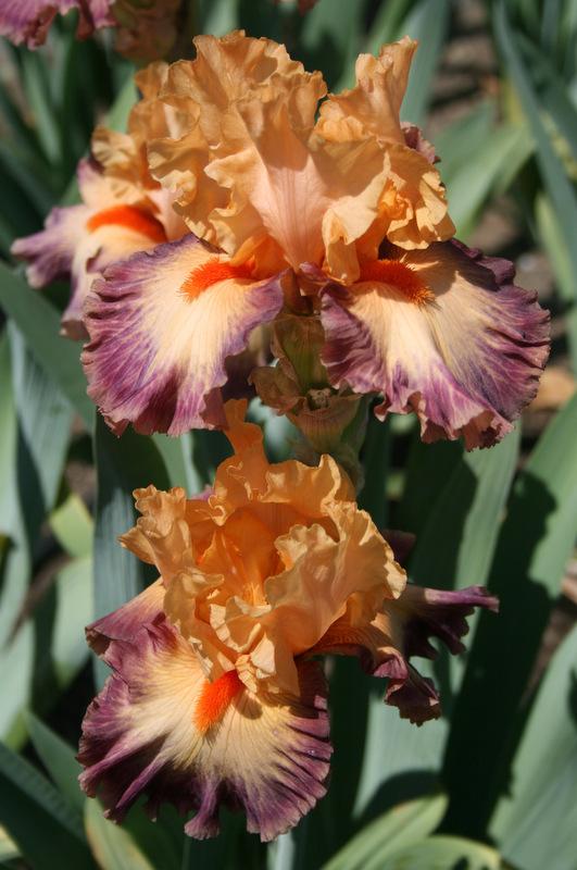 Photo of Tall Bearded Iris (Iris 'Brazilian Art') uploaded by Calif_Sue