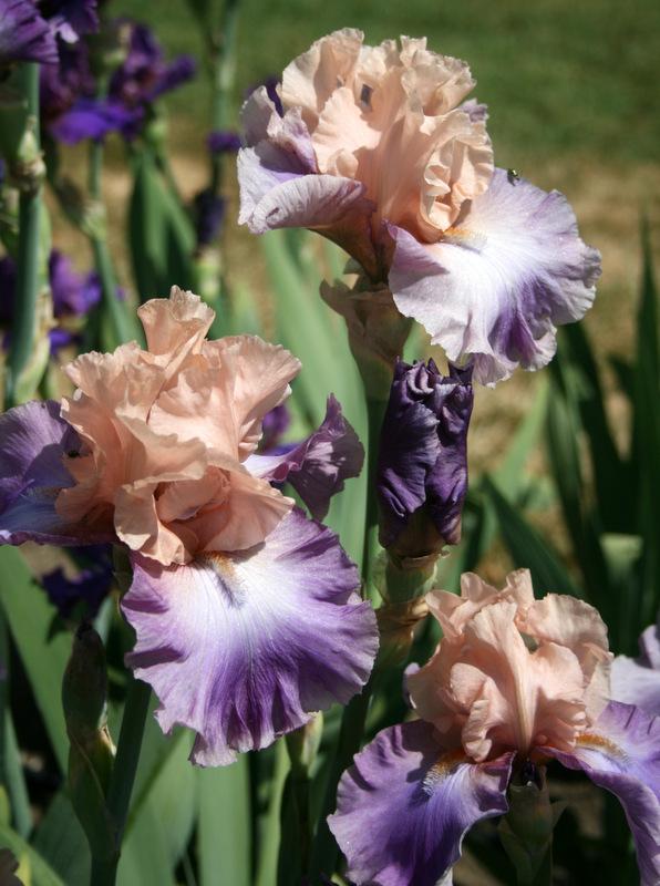 Photo of Tall Bearded Iris (Iris 'Poem of Ecstasy') uploaded by Calif_Sue
