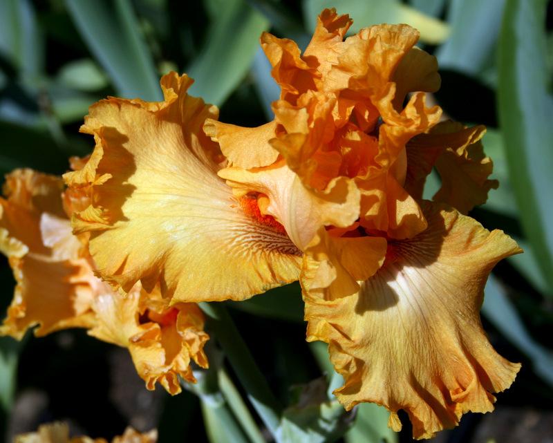 Photo of Tall Bearded Iris (Iris 'Brilliance') uploaded by Calif_Sue