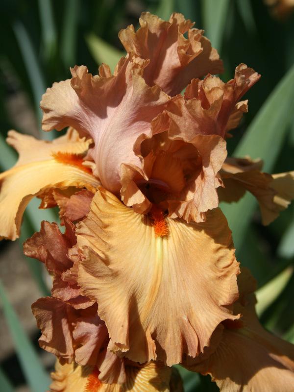 Photo of Tall Bearded Iris (Iris 'Indian Sunset') uploaded by Calif_Sue