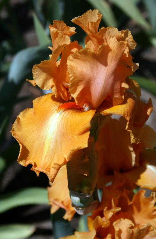Photo of Tall Bearded Iris (Iris 'Orange Splash') uploaded by Calif_Sue
