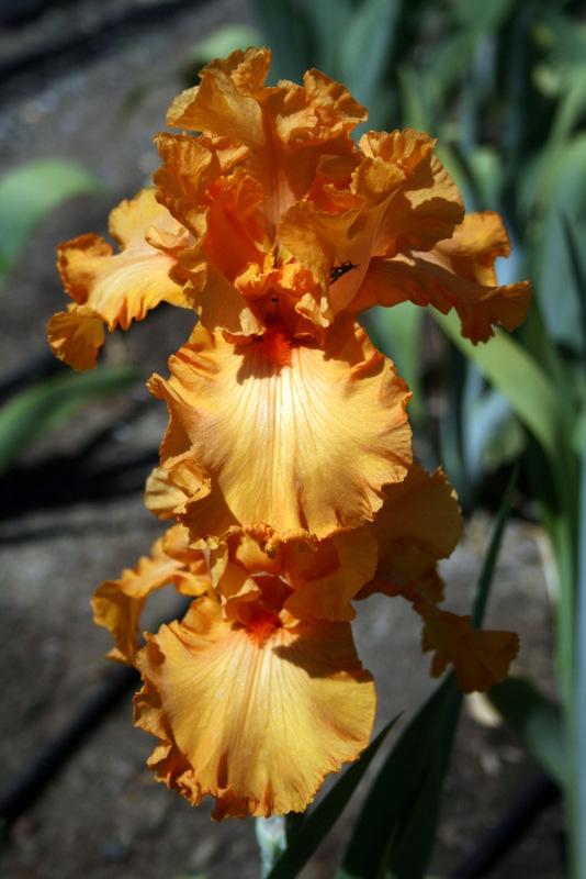 Photo of Tall Bearded Iris (Iris 'Orange King') uploaded by Calif_Sue