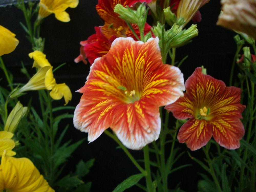 Photo of Painted Tongue (Salpiglossis sinuata 'Royale Mix') uploaded by Paul2032