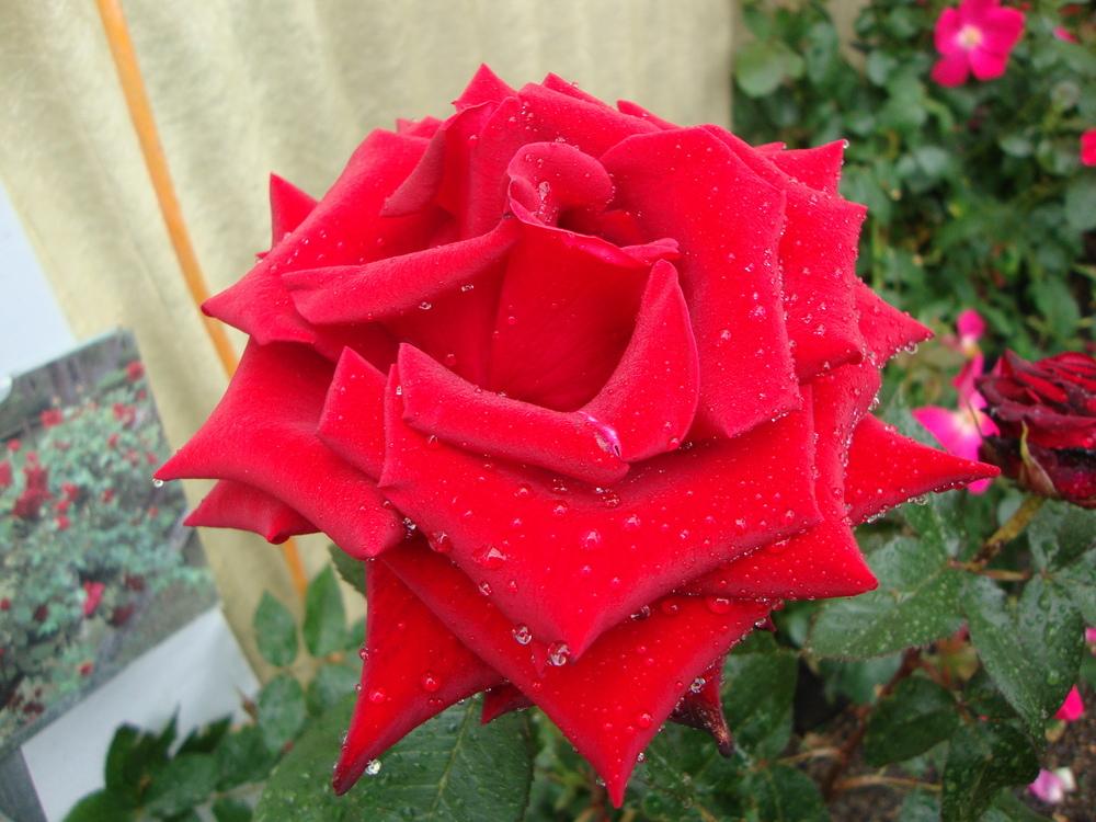 Photo of Rose (Rosa 'Black Magic') uploaded by Paul2032