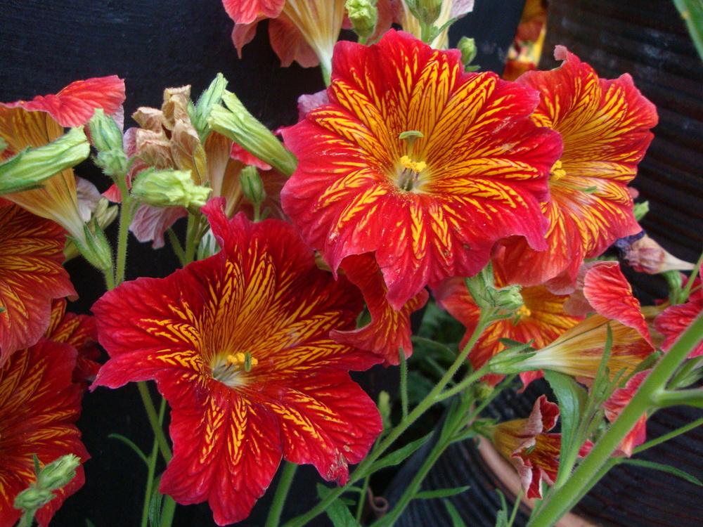 Photo of Painted Tongue (Salpiglossis sinuata 'Royale Mix') uploaded by Paul2032