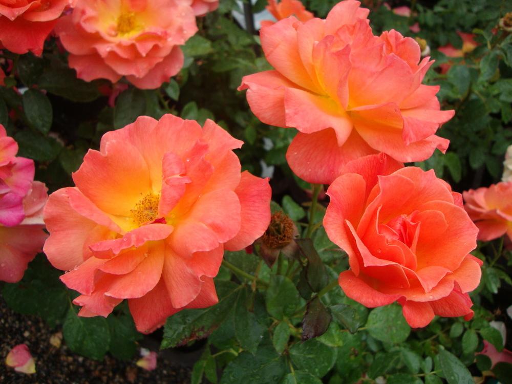Photo of Floribunda Rose (Rosa 'Livin' Easy') uploaded by Paul2032