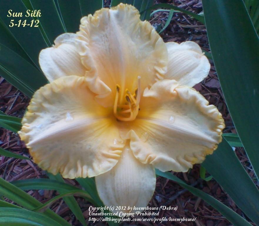 Photo of Daylily (Hemerocallis 'Sun Silk') uploaded by lovemyhouse