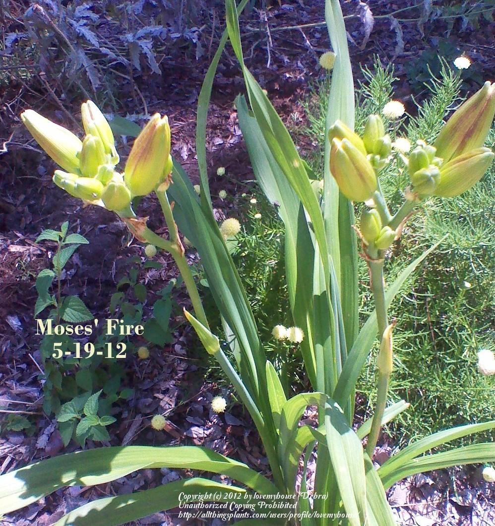 Photo of Daylily (Hemerocallis 'Moses' Fire') uploaded by lovemyhouse