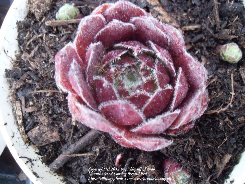 Photo of Hen and Chicks (Sempervivum 'Cold Fire') uploaded by picklepuff