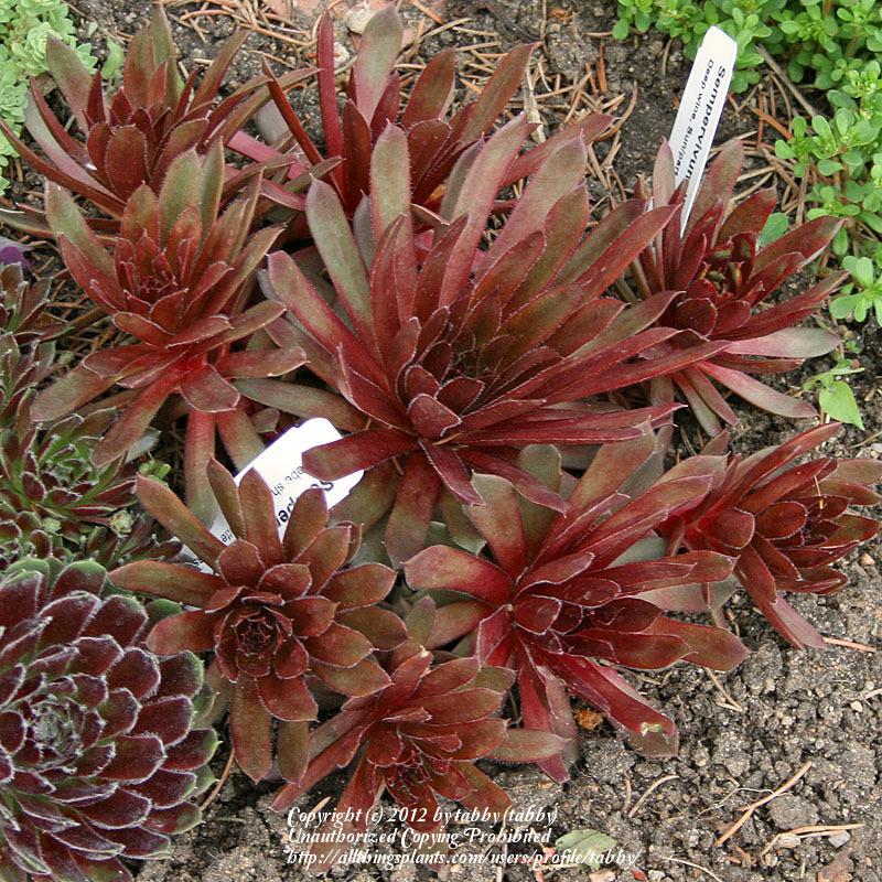 Photo of Hen and Chicks (Sempervivum 'Royal Ruby') uploaded by tabby