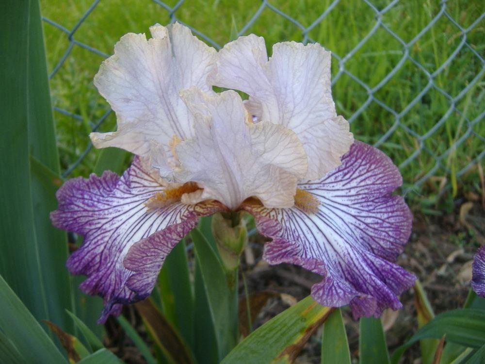 Photo of Tall Bearded Iris (Iris 'Piccadilly Circus') uploaded by tveguy3