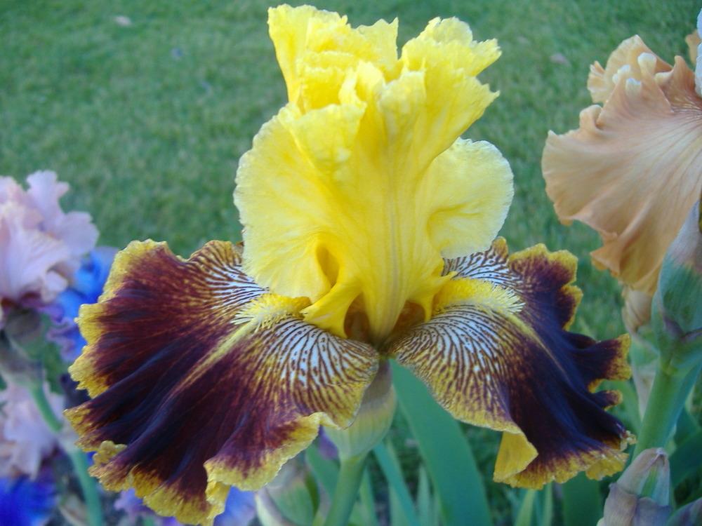 Photo of Tall Bearded Iris (Iris 'French Riviera') uploaded by tveguy3