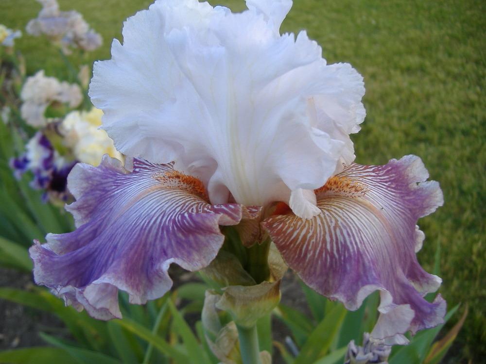 Photo of Tall Bearded Iris (Iris 'Sharp Edge') uploaded by tveguy3