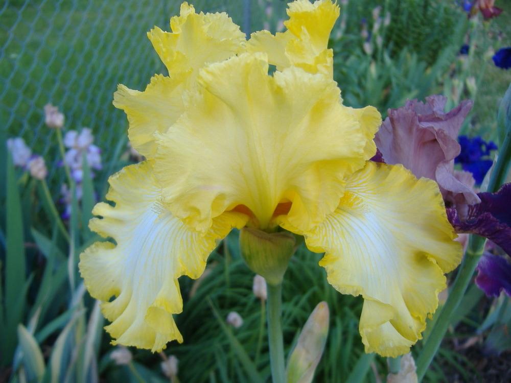 Photo of Tall Bearded Iris (Iris 'Magic Raiment') uploaded by tveguy3