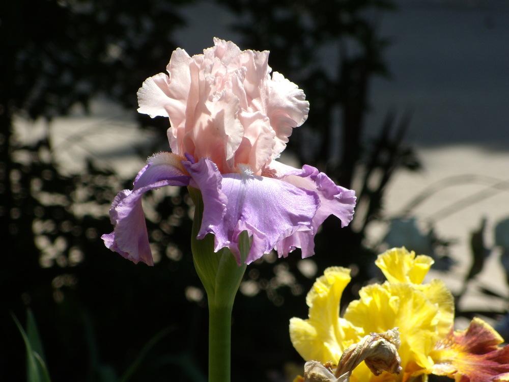Photo of Tall Bearded Iris (Iris 'Loving You') uploaded by Betja