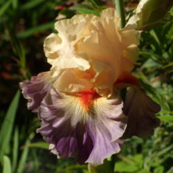 Location: My garden in Bakersfield, CA
Date: 2012-05-02 