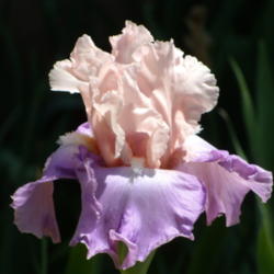 Location: My garden in Bakersfield, CA
Date: 2012-05-01 