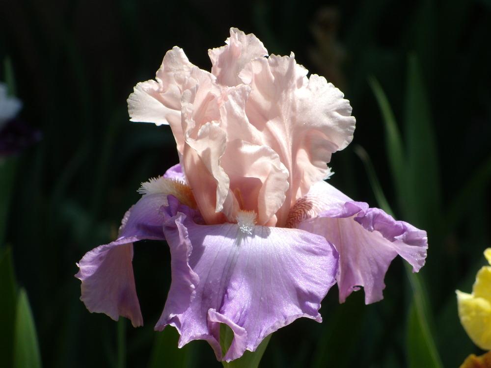 Photo of Tall Bearded Iris (Iris 'Loving You') uploaded by Betja