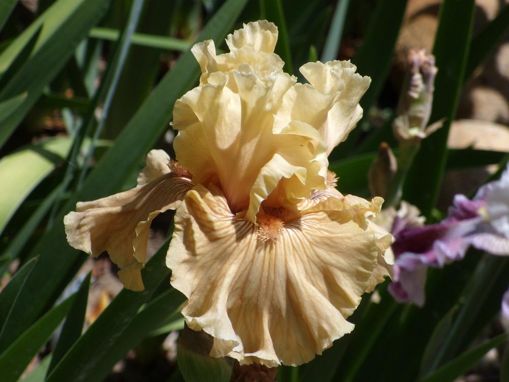 Photo of Tall Bearded Iris (Iris 'Just Crazy') uploaded by Betja
