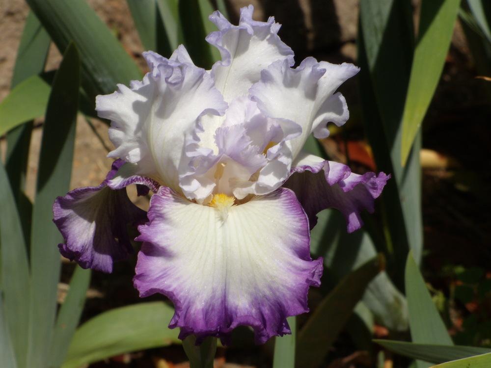 Photo of Tall Bearded Iris (Iris 'Center Ice') uploaded by Betja