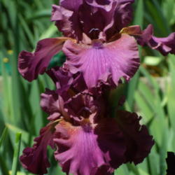 Location: My garden in Bakersfield, CA
Date: 2012-05-18 