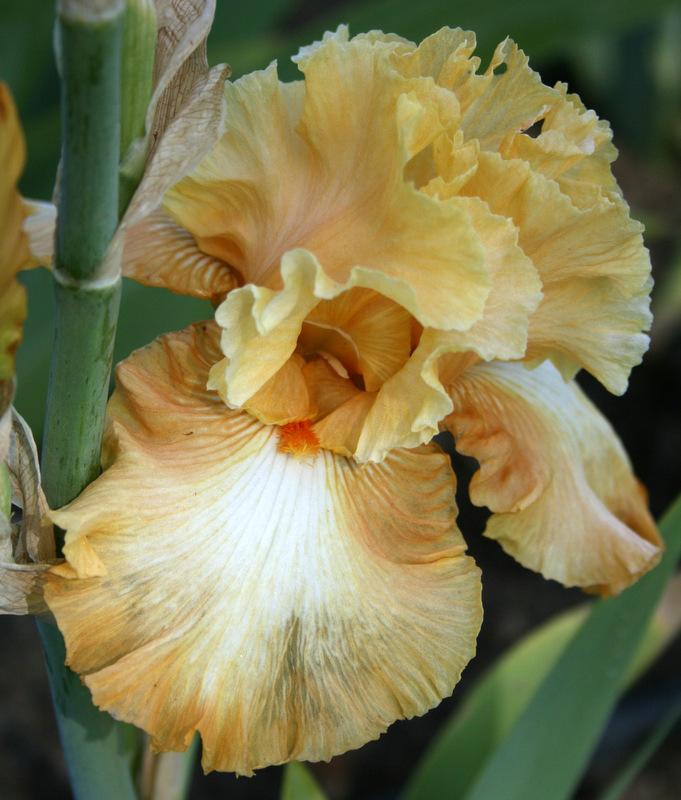 Photo of Tall Bearded Iris (Iris 'Honeycomb') uploaded by Calif_Sue