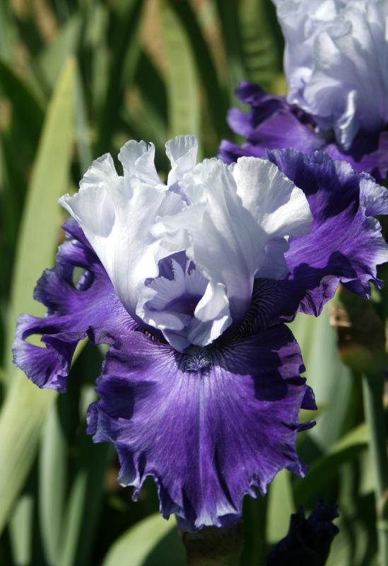 Photo of Tall Bearded Iris (Iris 'Rainy River') uploaded by Calif_Sue