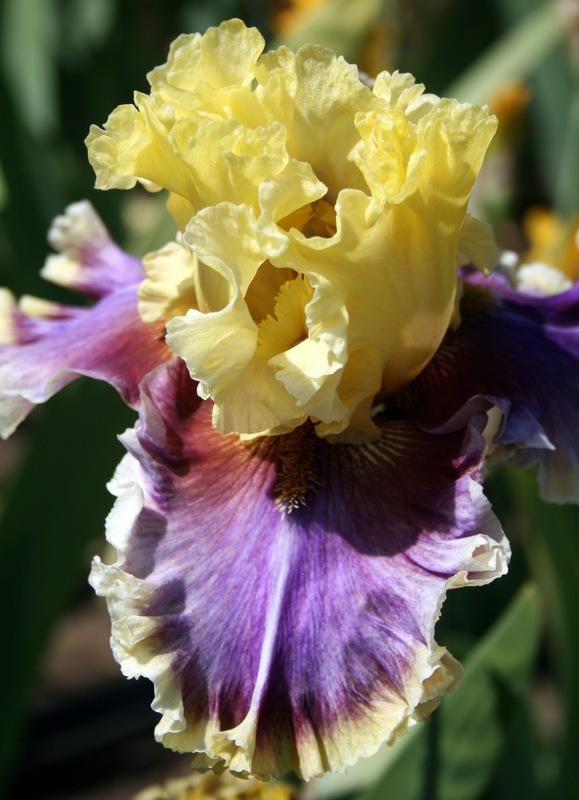 Photo of Tall Bearded Iris (Iris 'Carnival Capers') uploaded by Calif_Sue