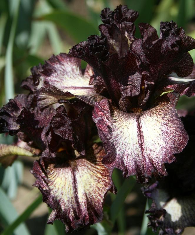 Photo of Tall Bearded Iris (Iris 'Sorbonne') uploaded by Calif_Sue