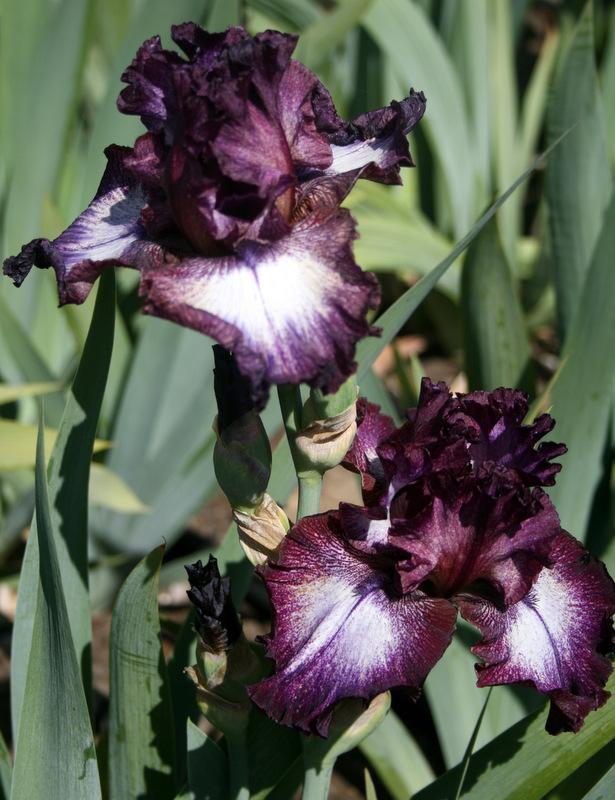 Photo of Tall Bearded Iris (Iris 'Psychic Reader') uploaded by Calif_Sue