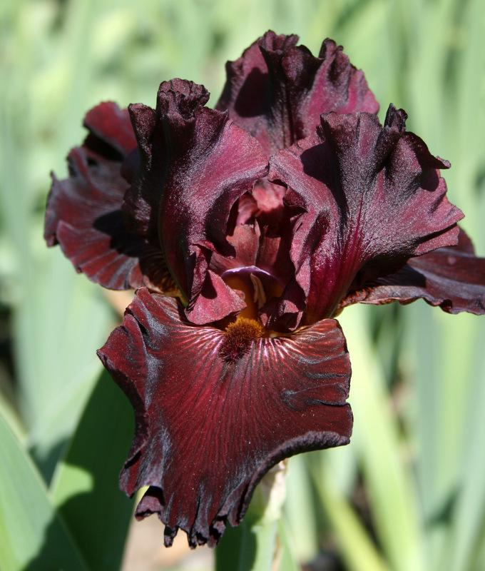 Photo of Tall Bearded Iris (Iris 'Almaden') uploaded by Calif_Sue