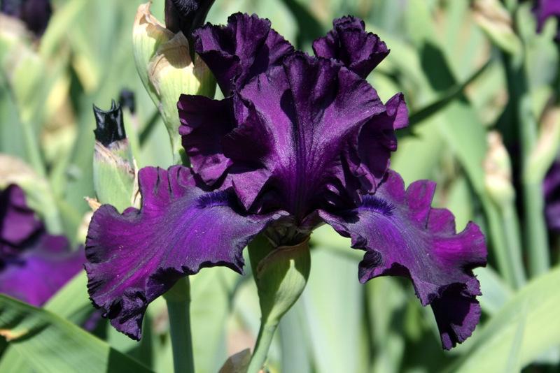 Photo of Tall Bearded Iris (Iris 'Midnight Revelry') uploaded by Calif_Sue