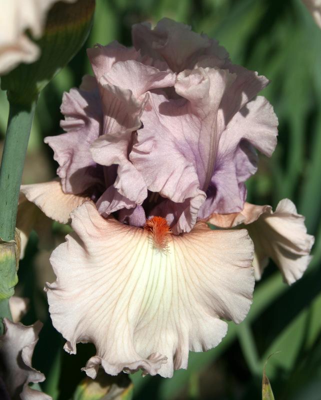 Photo of Tall Bearded Iris (Iris 'Bewitchment') uploaded by Calif_Sue