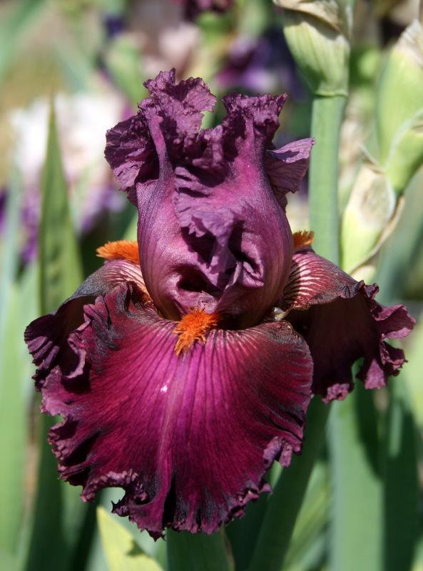 Photo of Tall Bearded Iris (Iris 'Rarer than Rubies') uploaded by Calif_Sue