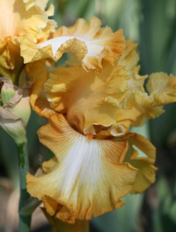Photo of Tall Bearded Iris (Iris 'Honeycomb') uploaded by Calif_Sue