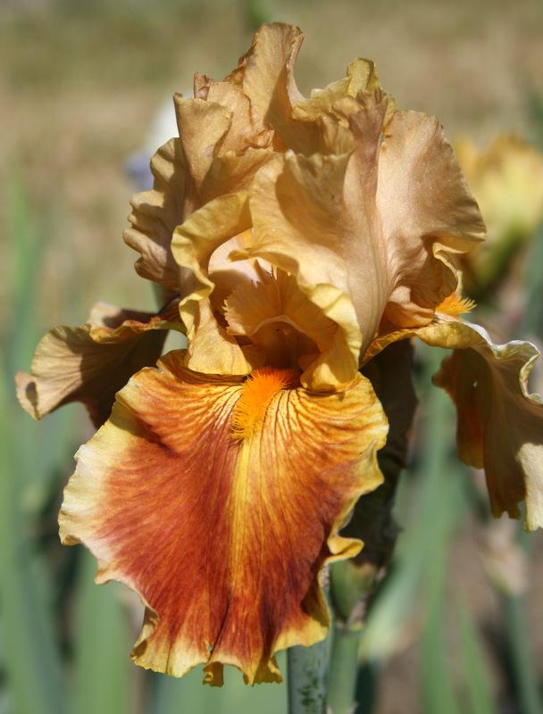 Photo of Tall Bearded Iris (Iris 'Exclusivity') uploaded by Calif_Sue