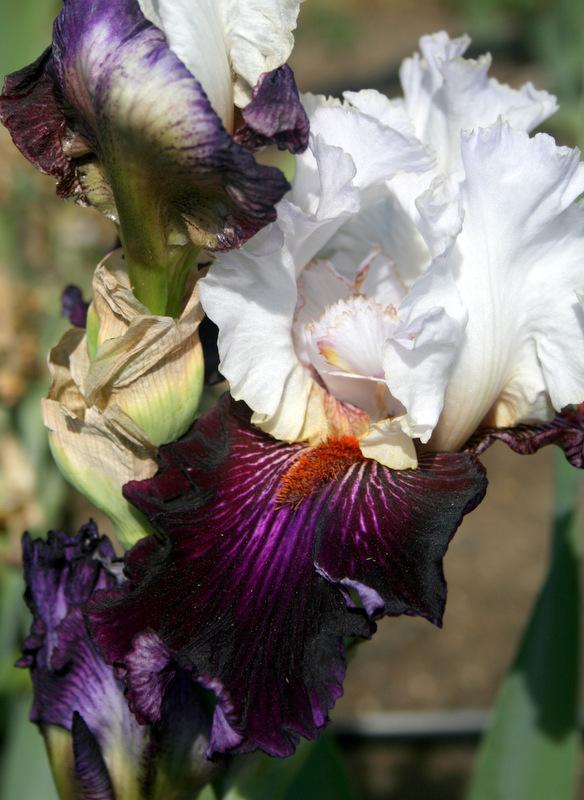Photo of Tall Bearded Iris (Iris 'Starring') uploaded by Calif_Sue